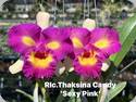 Rlc. Thaksina Candy Sexy Pink